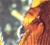 Myrmica sp.